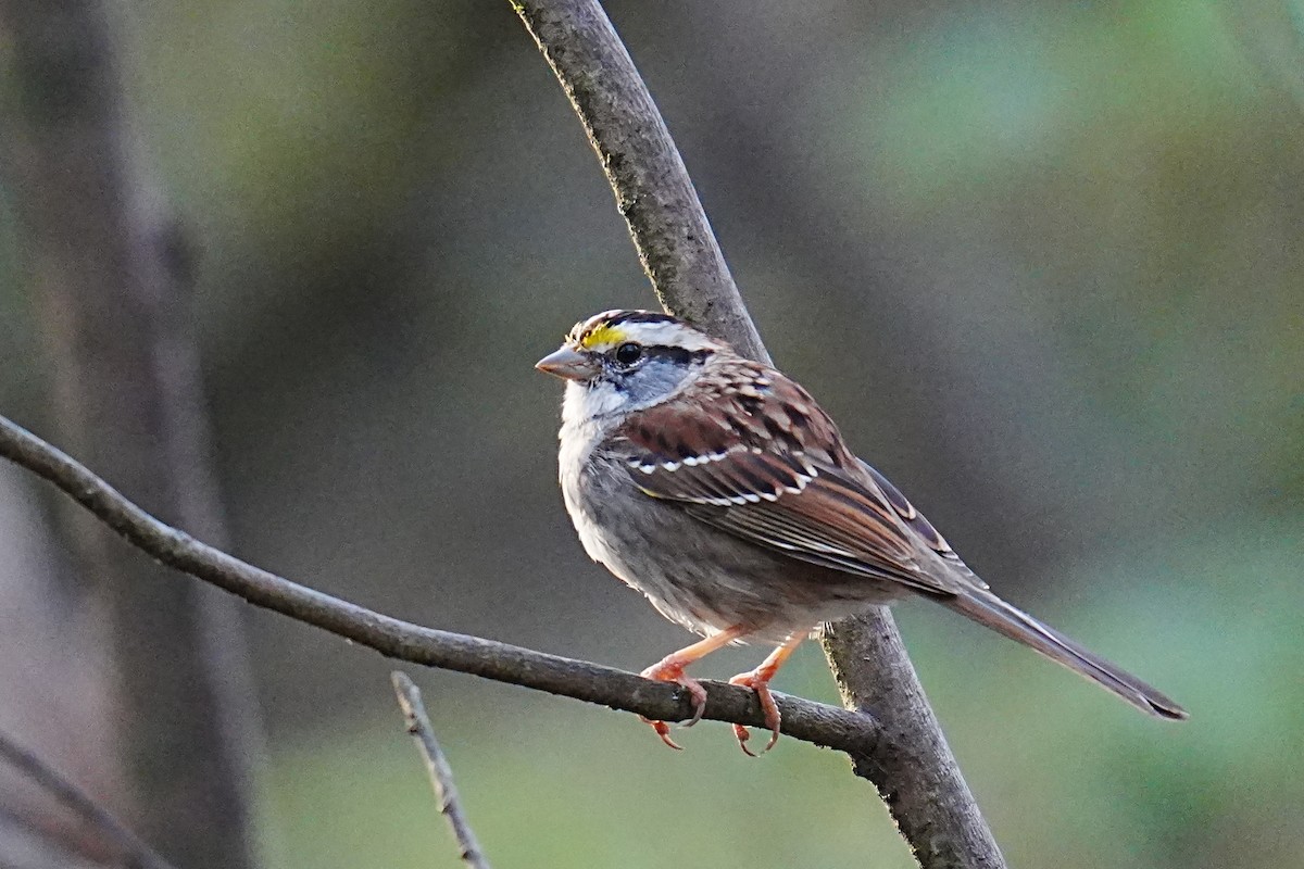 White-throated Sparrow - ML653215887