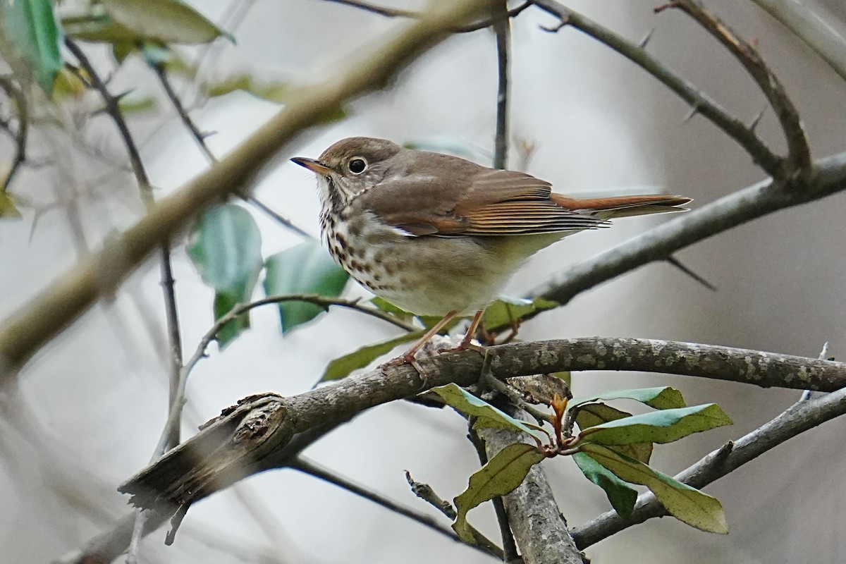 Hermit Thrush - ML653215966