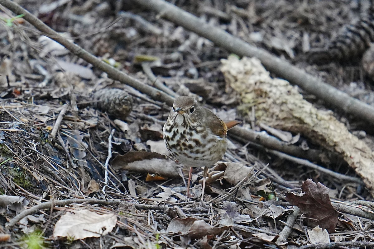 Hermit Thrush - ML653216014