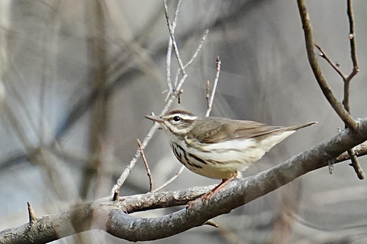Louisiana Waterthrush - ML653216340