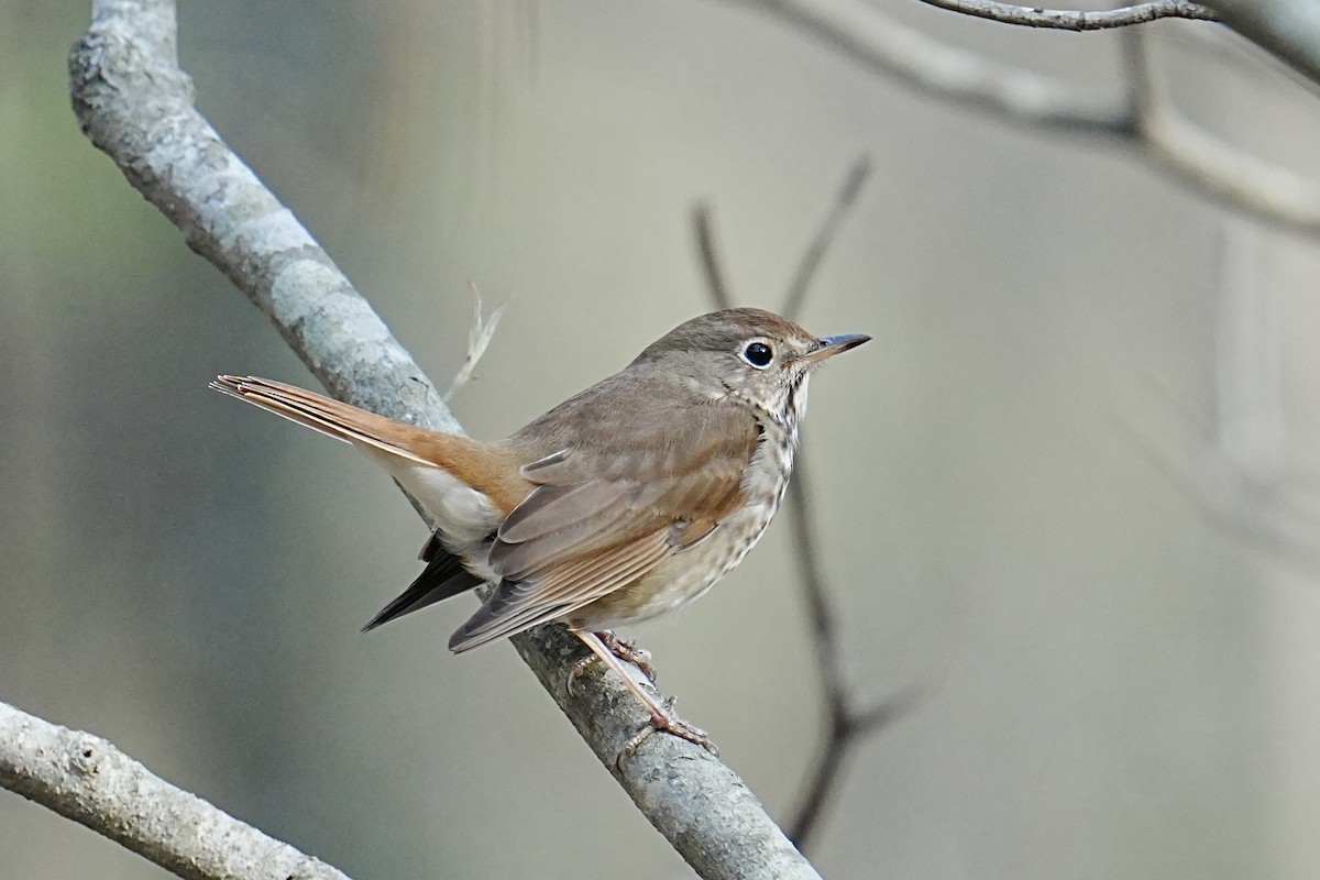 Hermit Thrush - ML653216650