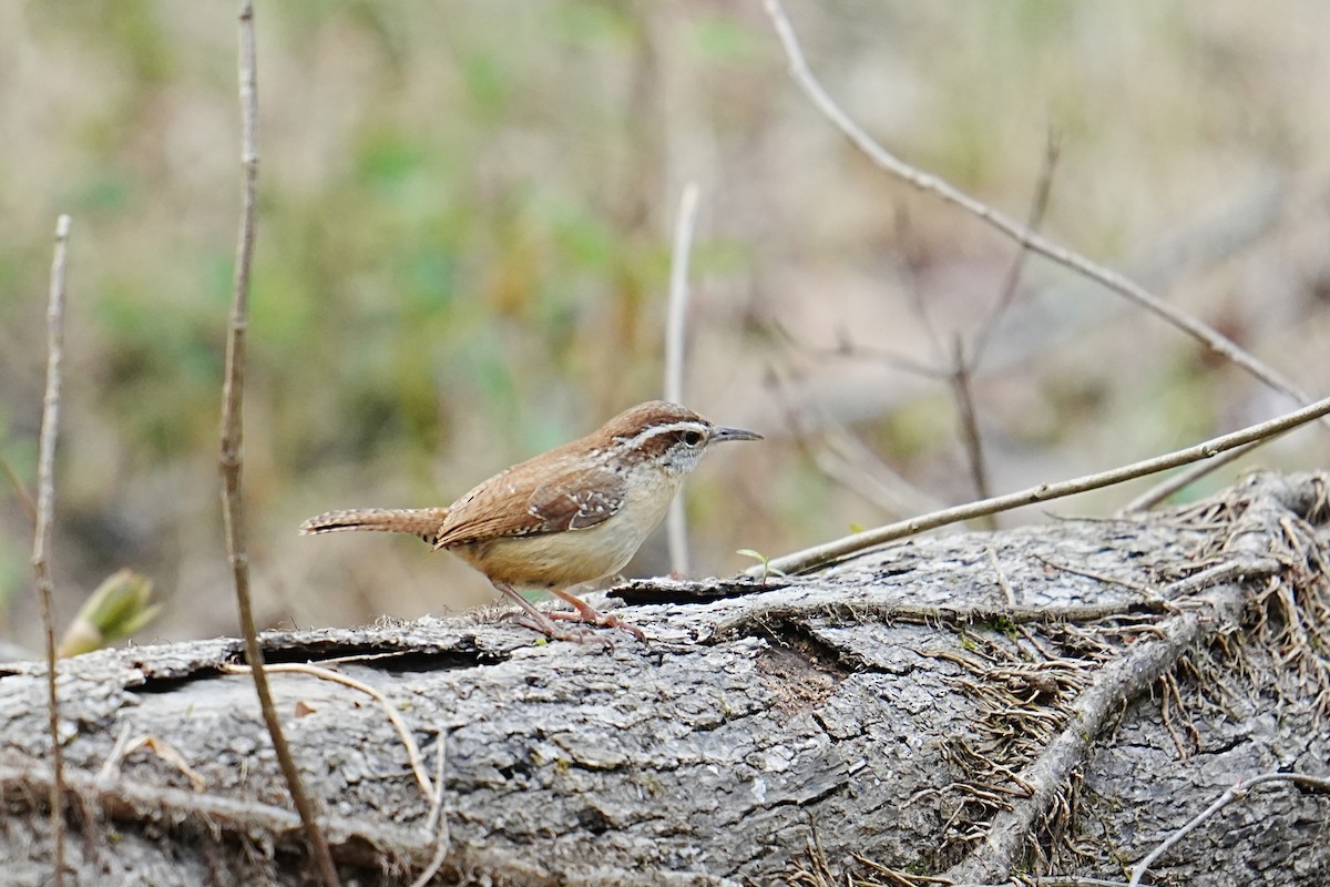 Carolina Wren - ML653216721
