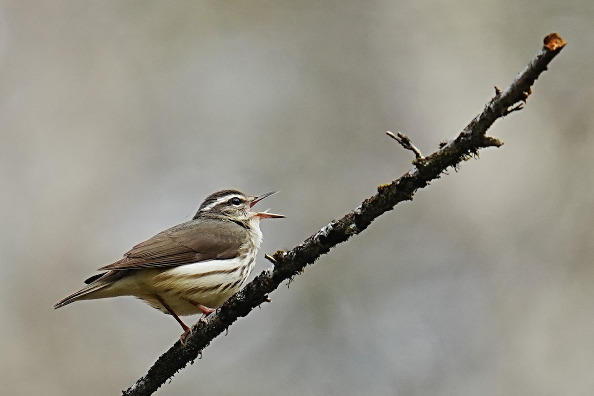 Louisiana Waterthrush - ML653216796