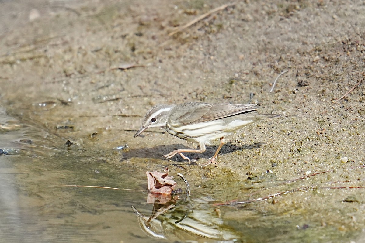 Louisiana Waterthrush - ML653216854