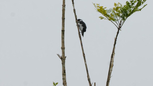 Variable Seedeater (Variable) - ML653218887