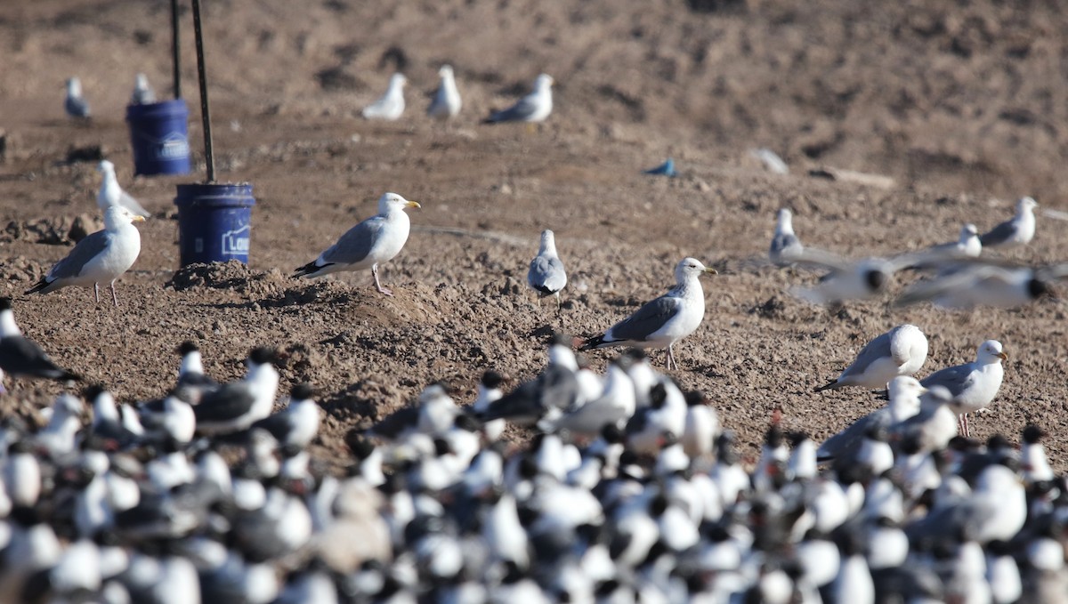 Vega Gull - ML653220891