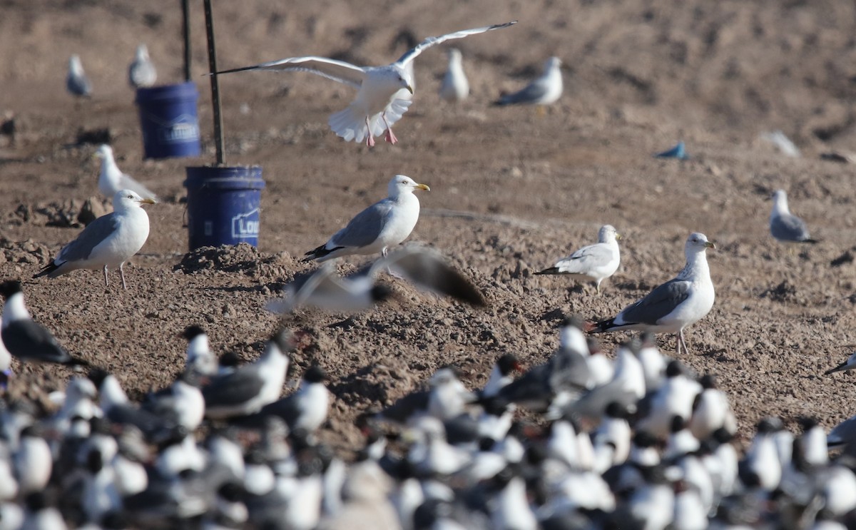 Vega Gull - ML653220983