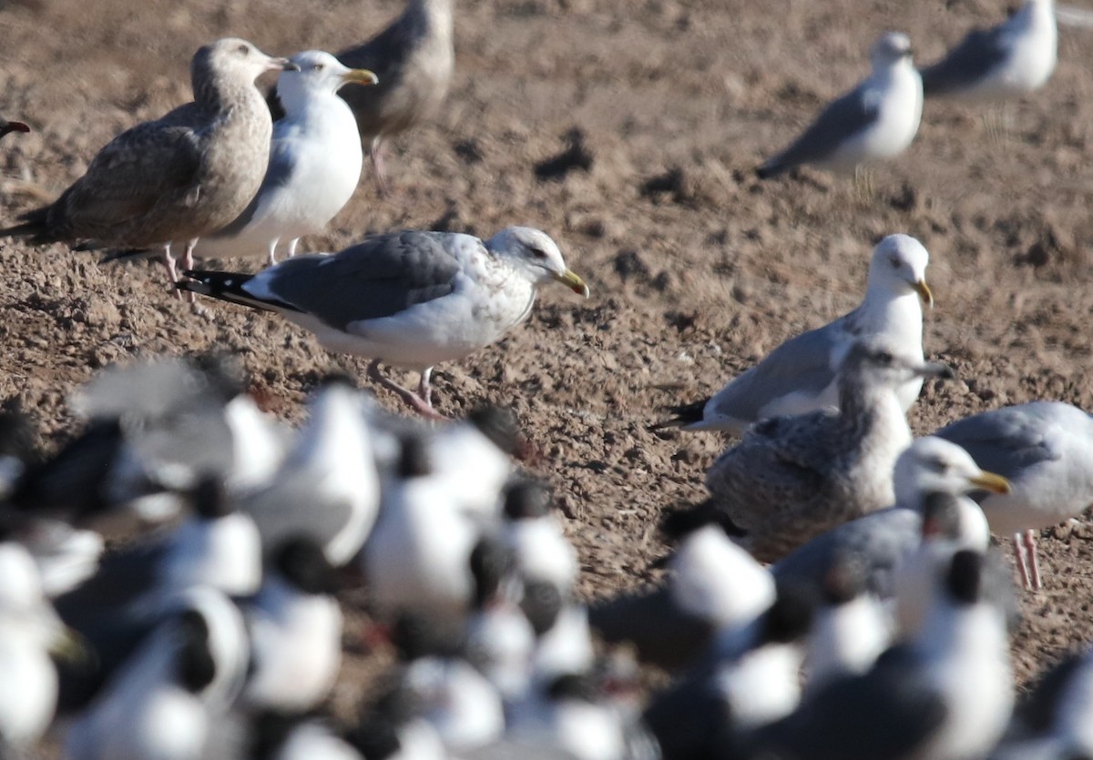 Vega Gull - ML653221099