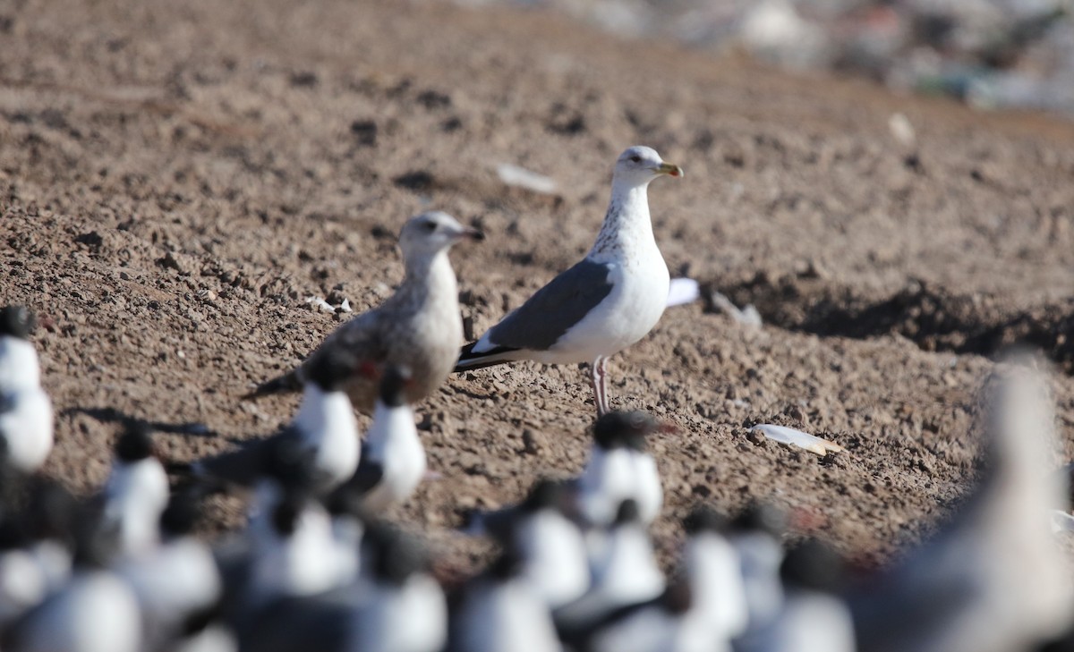 Vega Gull - ML653221305