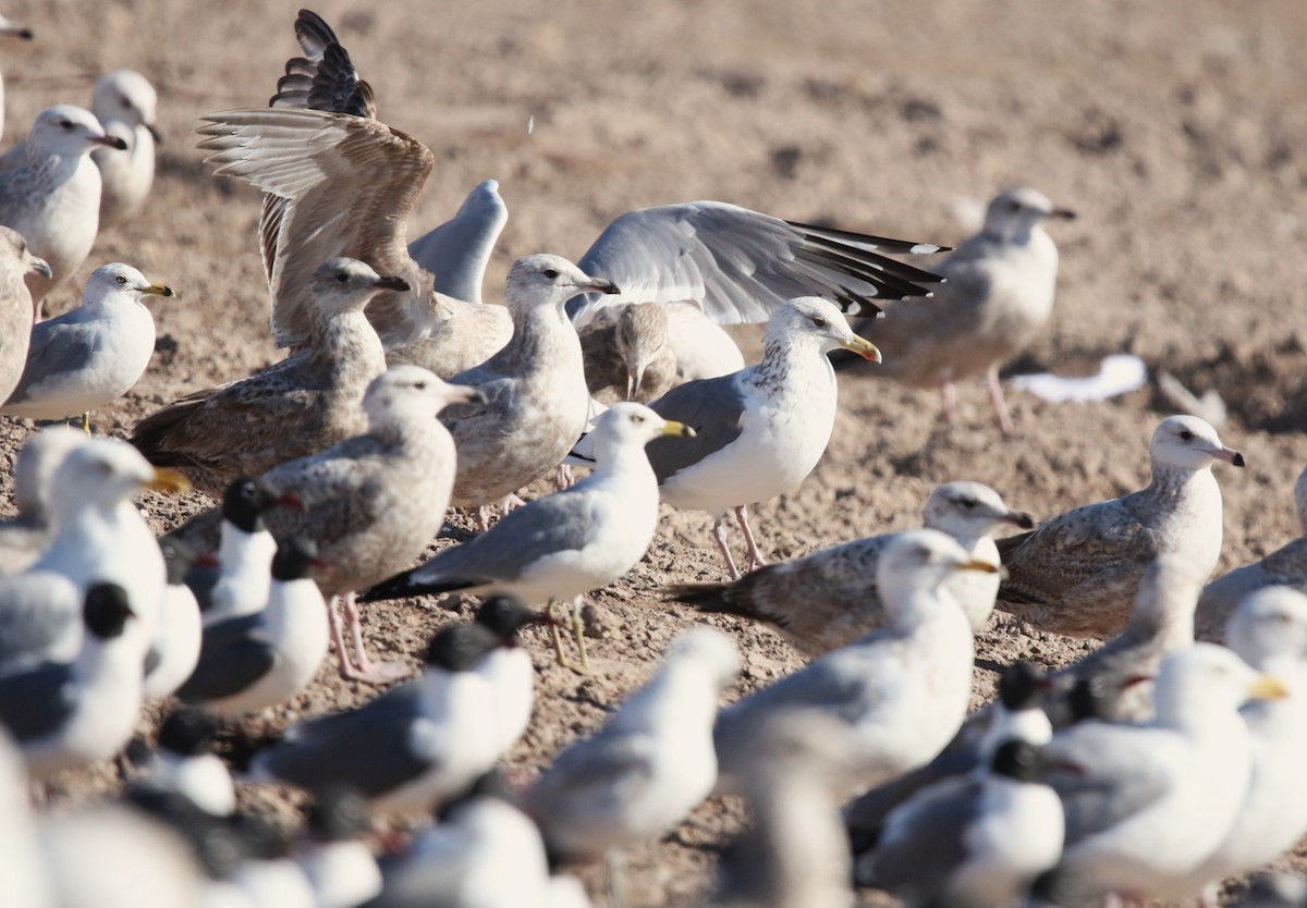 Vega Gull - ML653221507