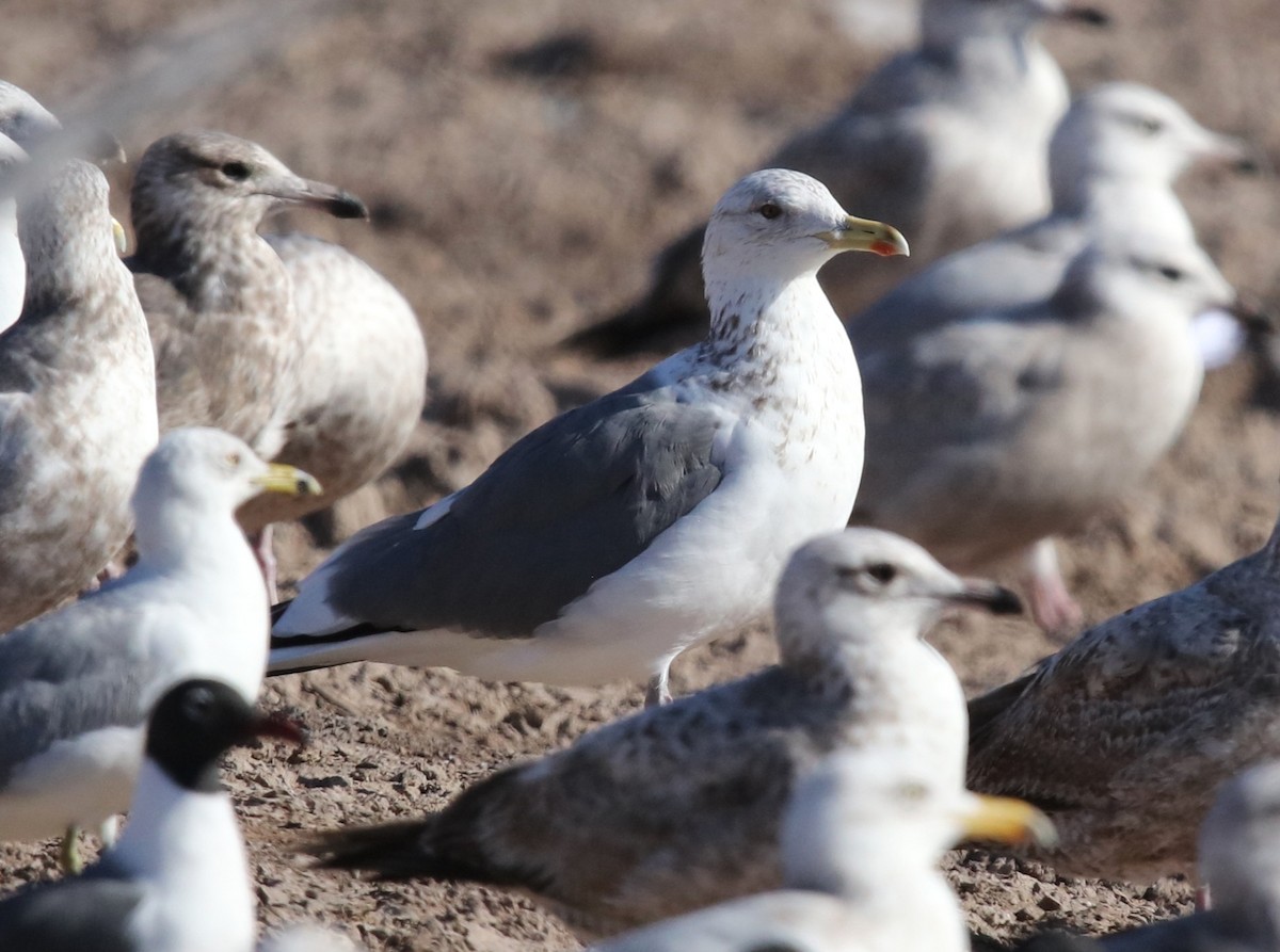 Vega Gull - ML653221659