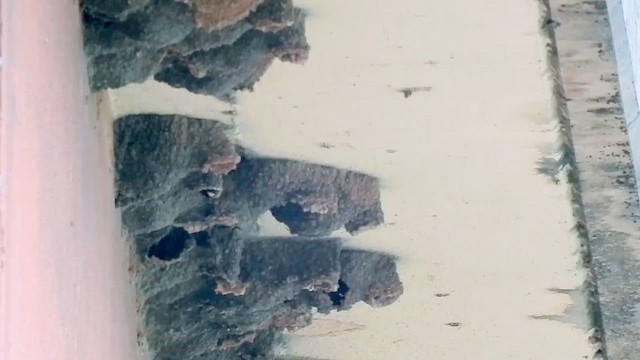 Cliff Swallow - ML653221713