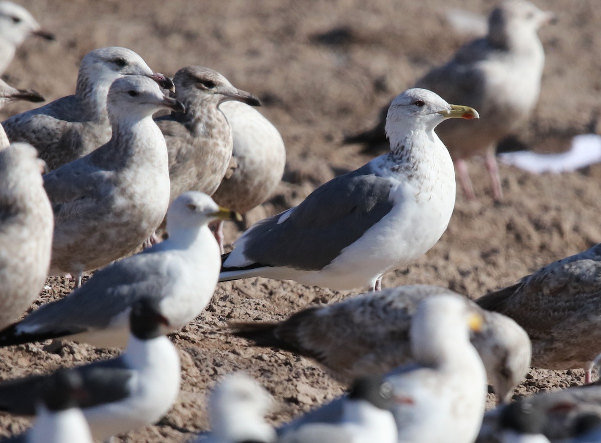 Vega Gull - ML653221785