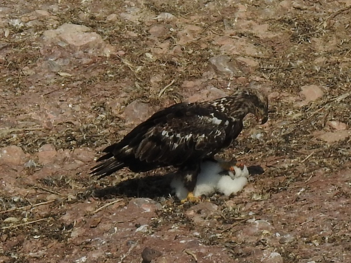 Weißkopf-Seeadler - ML65322181