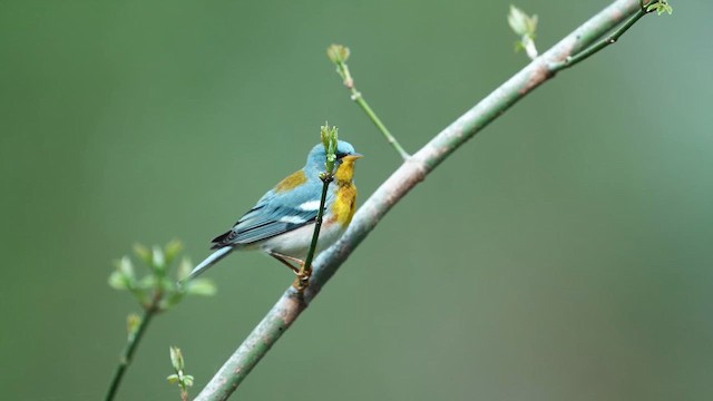 Northern Parula - ML653222042