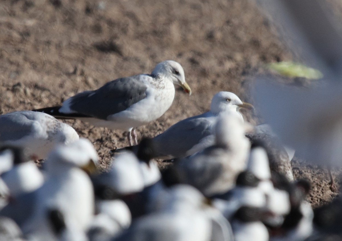 Vega Gull - ML653222254