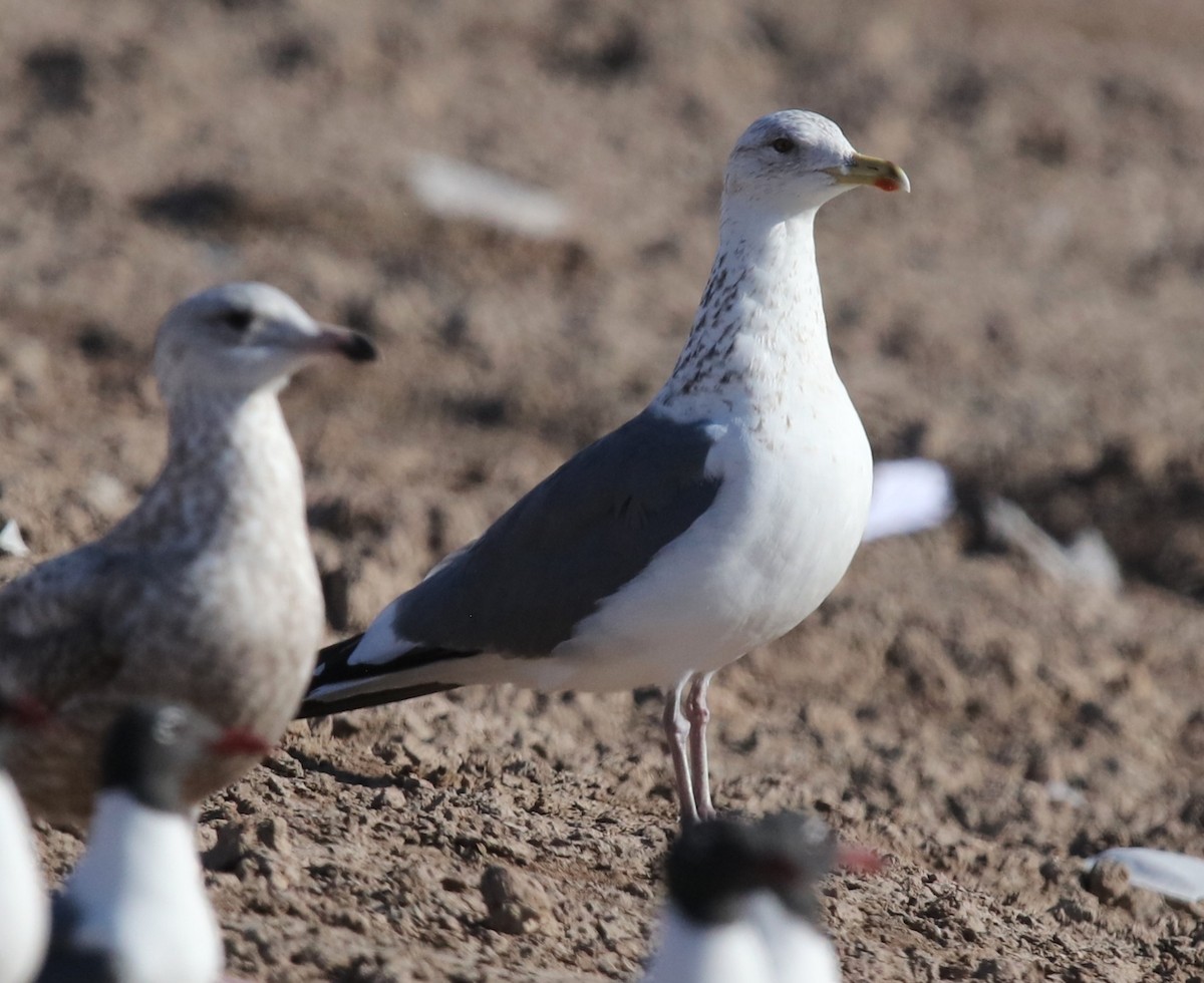 Vega Gull - ML653222409
