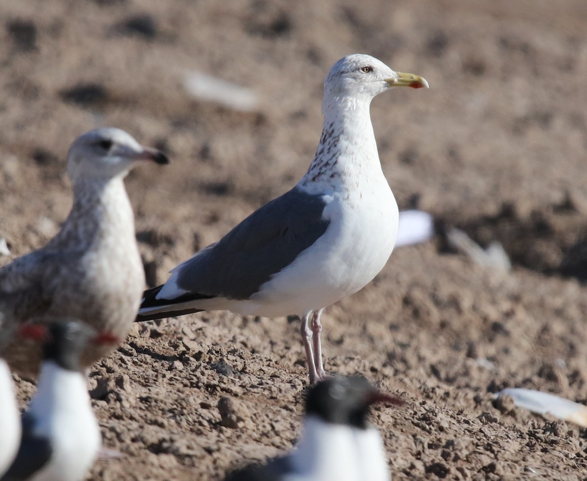 Vega Gull - ML653222499