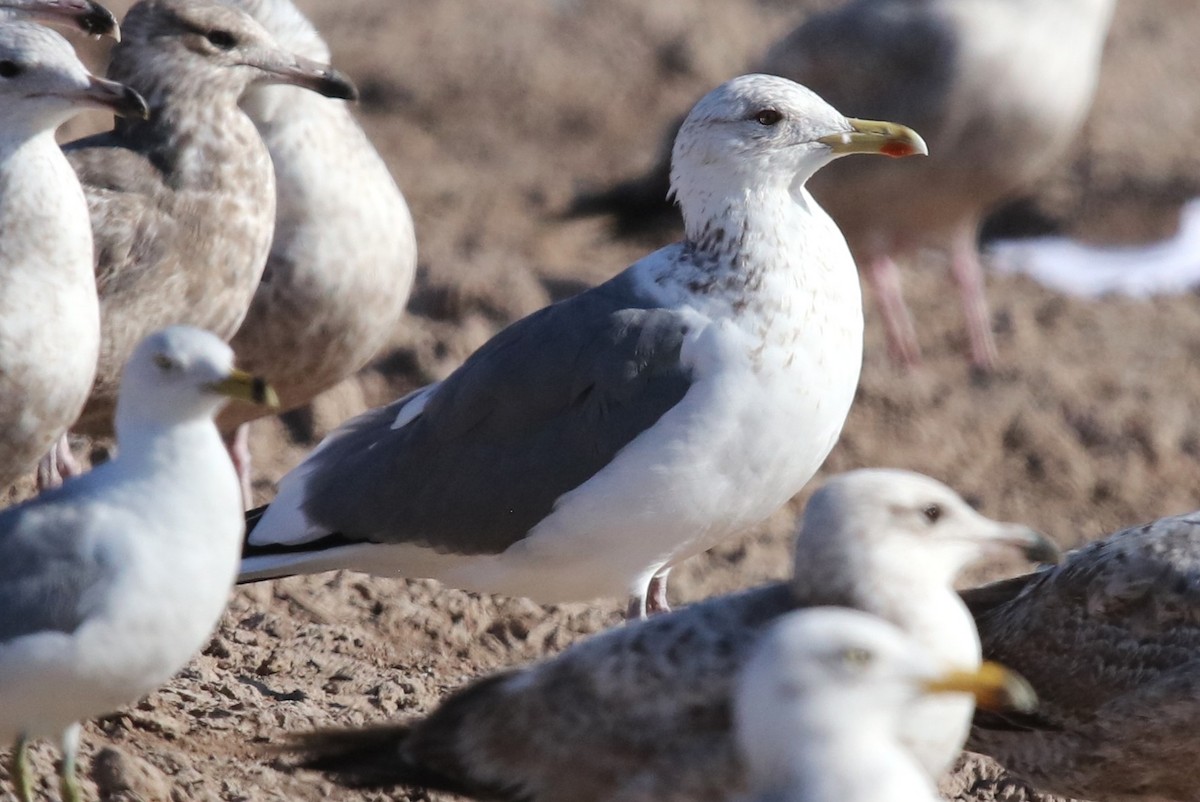 Vega Gull - ML653222835