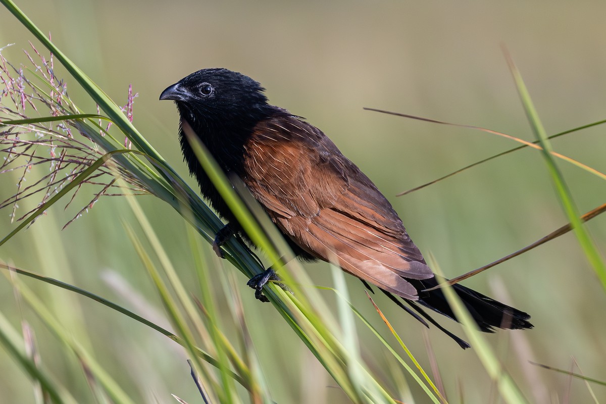Black Coucal - ML653225799