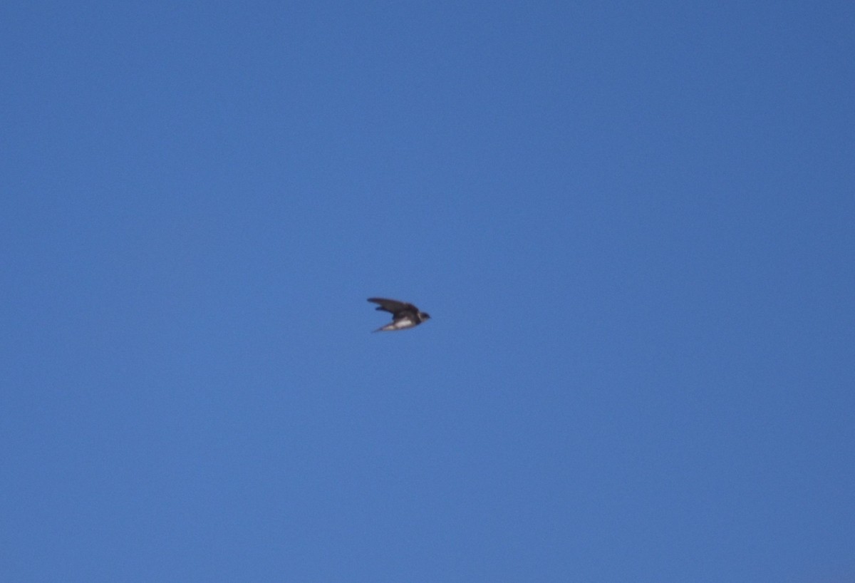 כוכית גדות - ML653226018