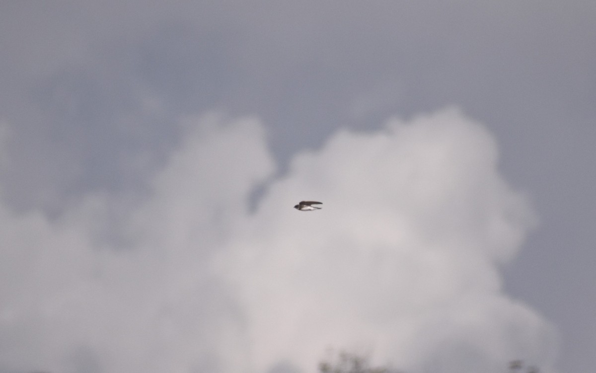 כוכית גדות - ML653226023