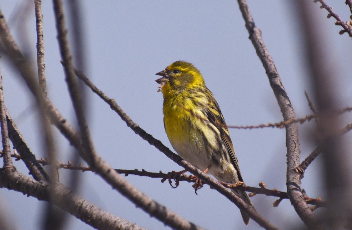 בזבוז אירופי - ML653226041