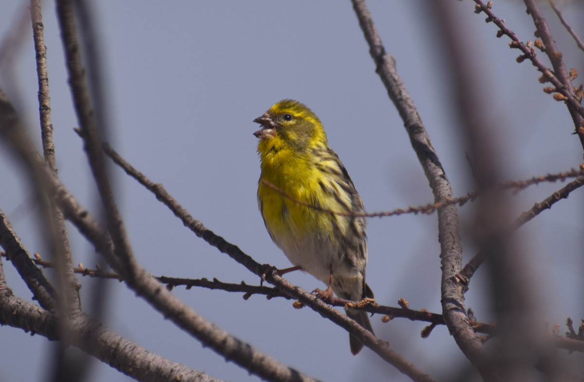 בזבוז אירופי - ML653226050