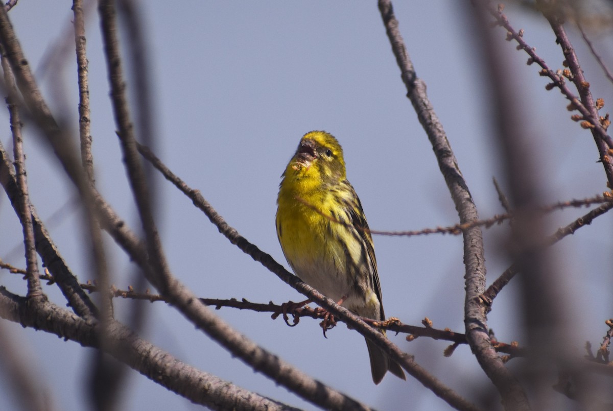 בזבוז אירופי - ML653226056