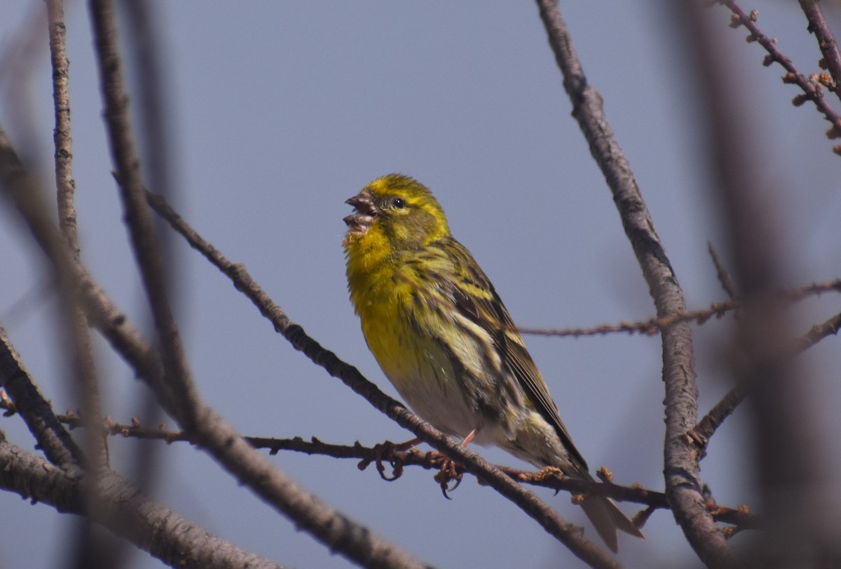 בזבוז אירופי - ML653226062