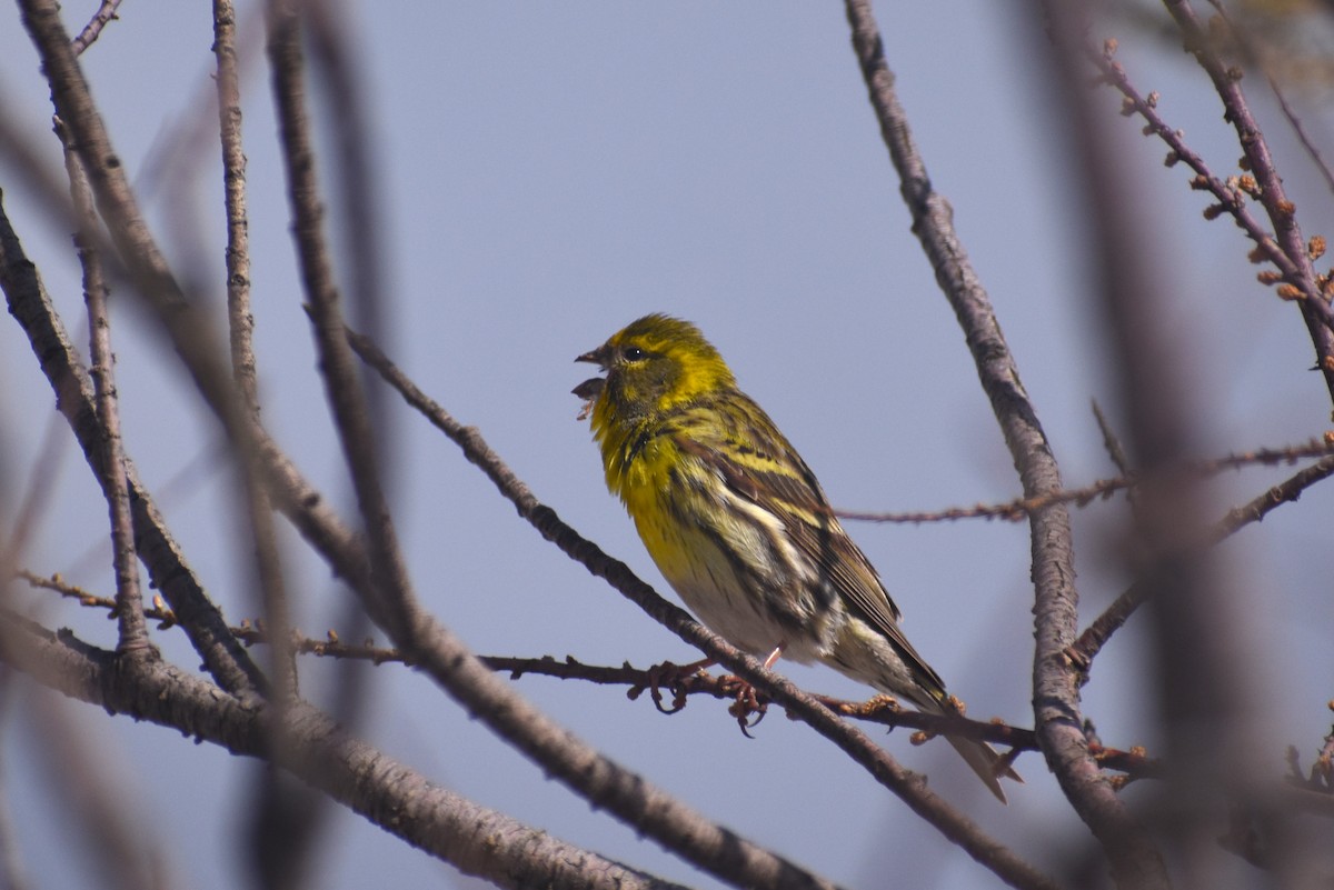 בזבוז אירופי - ML653226075