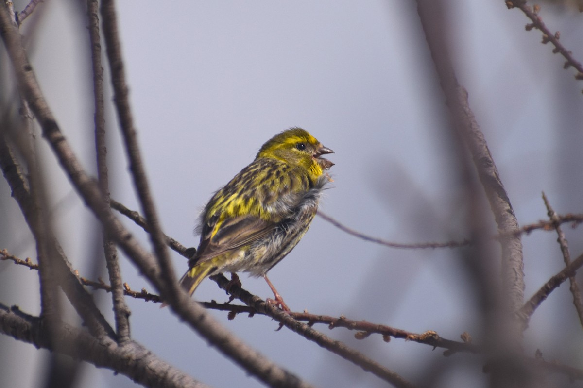 בזבוז אירופי - ML653226080