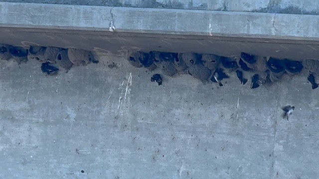 Cliff Swallow - ML653227549