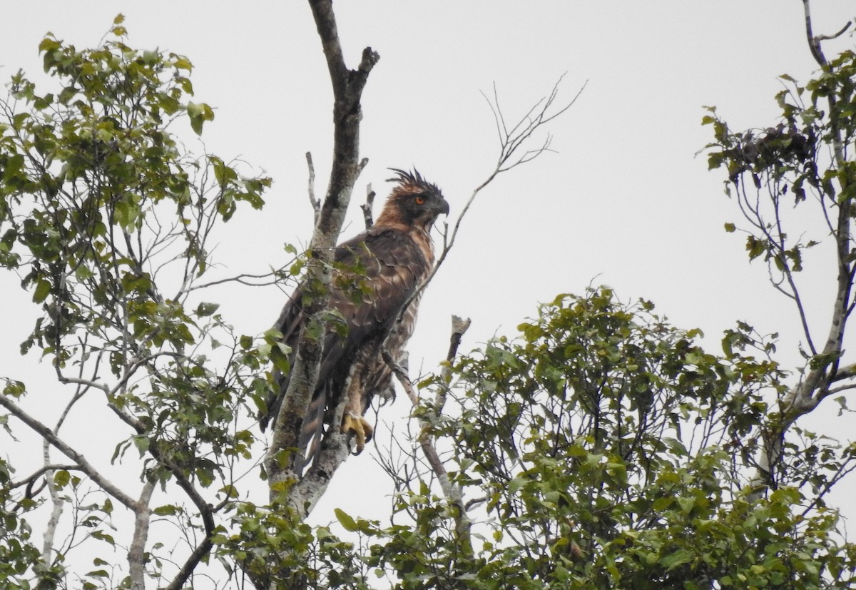 Legge's Hawk-Eagle - Anonymous