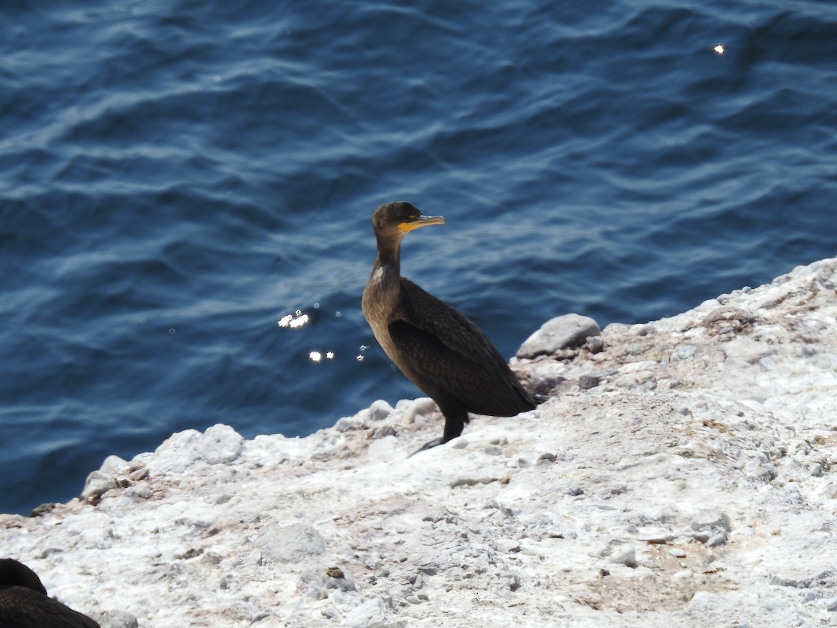 Great Cormorant - Jean W. Côté