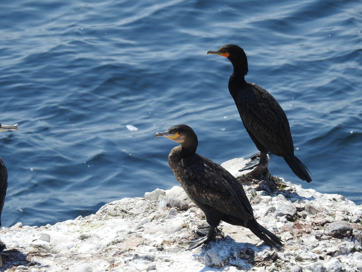 Great Cormorant - Jean W. Côté