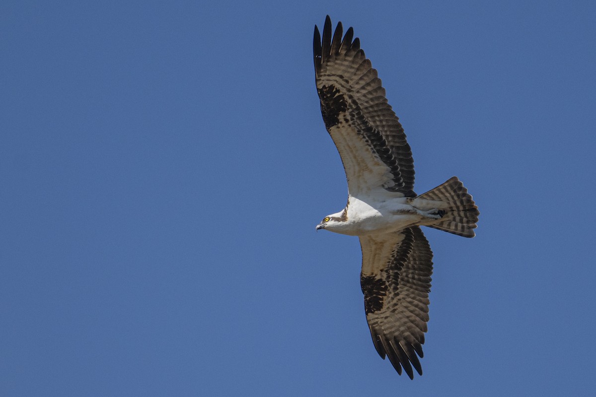 Osprey - ML653231956