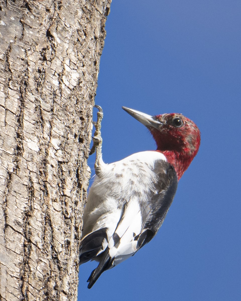 Red-headed Woodpecker - ML653231974