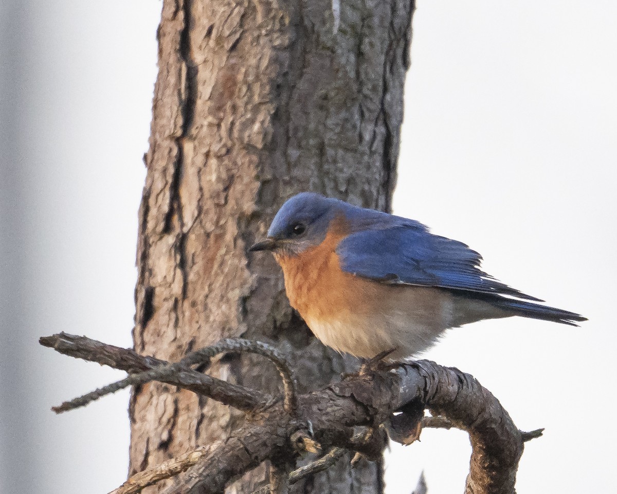 Eastern Bluebird - ML653232004