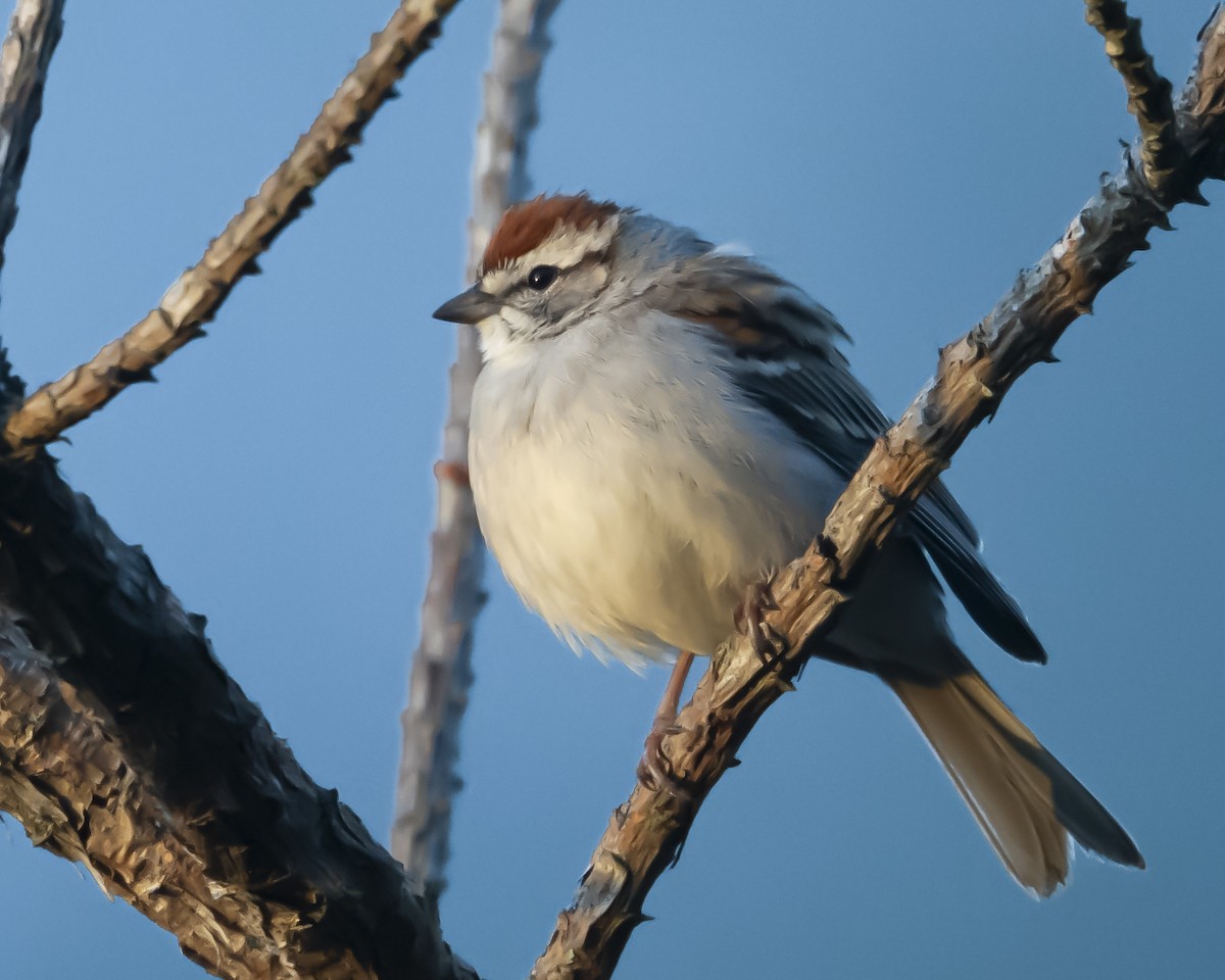 Chipping Sparrow - ML653232027