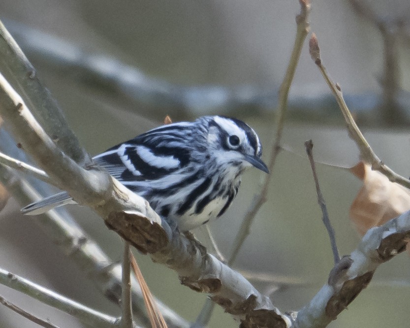 Black-and-white Warbler - ML653232064