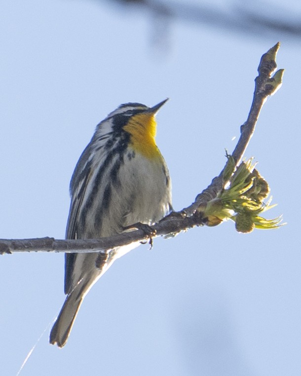 Yellow-throated Warbler - ML653232104