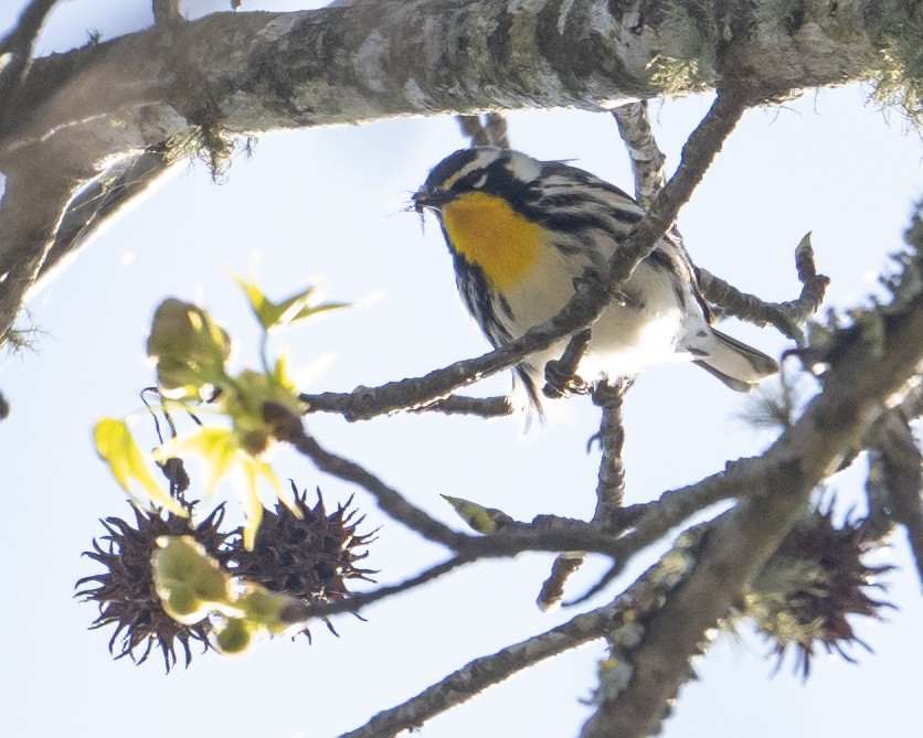 Yellow-throated Warbler - ML653232105