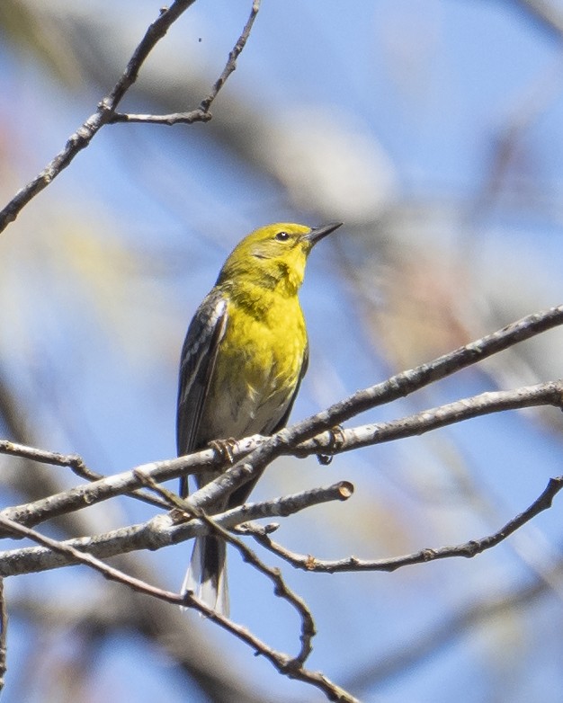 Pine Warbler - ML653232122