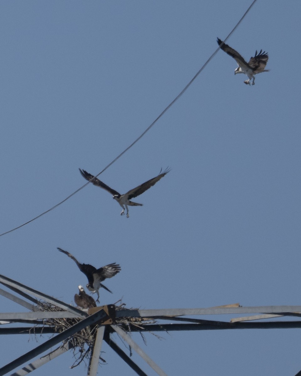 Osprey - ML653232178