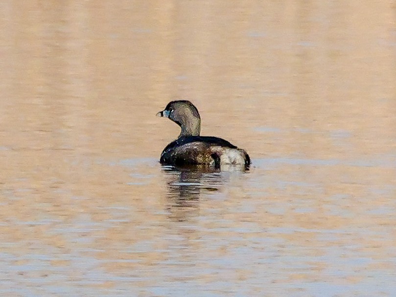 Pied-billed Grebe - Roger Horn