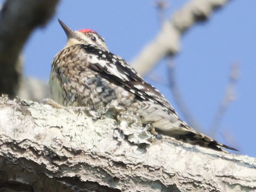 Yellow-bellied Sapsucker - Roger Horn