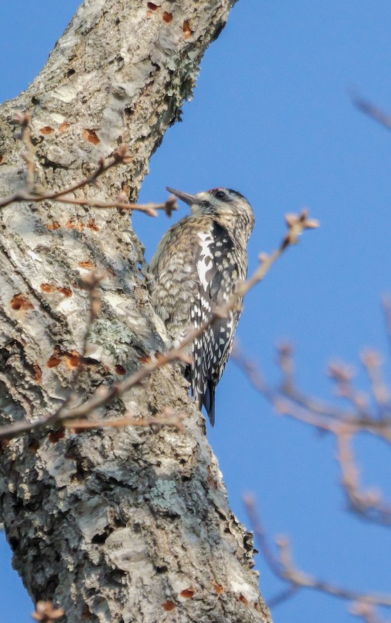 Yellow-bellied Sapsucker - Roger Horn