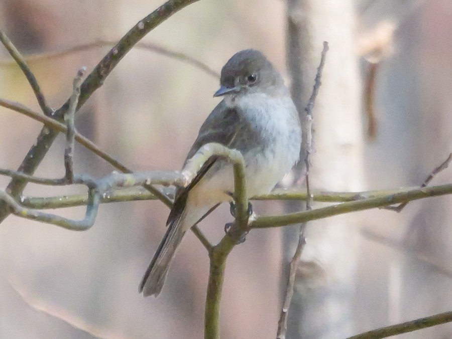 Eastern Phoebe - Roger Horn
