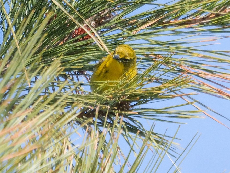Pine Warbler - Roger Horn